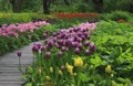 Tulip festival in the Apothecary`s garden. Moscow