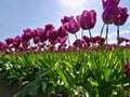 Tulip festival.