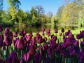 Tulip Festival on Elagin Island in St. Petersburg. A flower garden with lilac tulips of the Purple Flag variety against the Royalty Free Stock Photo
