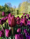 Tulip Festival on Elagin Island in St. Petersburg. A flower garden with lilac tulips of the Purple Flag variety against the Royalty Free Stock Photo