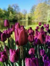 Tulip Festival on Elagin Island in St. Petersburg. A flower garden with lilac tulips of the Purple Flag variety against the Royalty Free Stock Photo