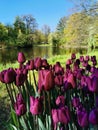 Tulip Festival on Elagin Island in St. Petersburg. A flower garden with lilac tulips of the Purple Flag variety against the Royalty Free Stock Photo