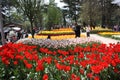 Tulip festival, emirgan park istanbul turkey Royalty Free Stock Photo