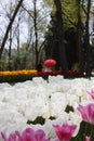 Tulip festival, emirgan park istanbul turkey Royalty Free Stock Photo