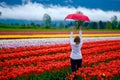 Tulip festival in Fraser Valley near Chilliwack. Royalty Free Stock Photo