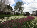 Tulip Festival in Otawa Canada.