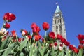 Tulip Festival in Ottawa Royalty Free Stock Photo