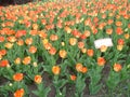 Tulip festival Royalty Free Stock Photo