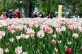 Tulip festival in Ottawa, Canada. Spring flowers in park with walking people Royalty Free Stock Photo