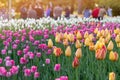 Tulip festival in Ottawa, Canada. Spring flowers in park with walking people. Royalty Free Stock Photo