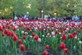 Tulip festival in Ottawa, Canada. Spring flowers in park with walking people. Royalty Free Stock Photo