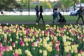 Tulip festival in Ottawa, Canada. Spring flowers in park with walking people. Royalty Free Stock Photo