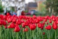 Tulip festival in Ottawa, Canada. Spring flowers with walking people in park. Royalty Free Stock Photo
