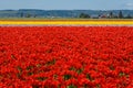 Tulip Festival Royalty Free Stock Photo