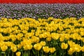 Tulip Festival Royalty Free Stock Photo