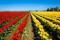 Tulip Festival Royalty Free Stock Photo