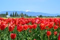 Tulip festival in the Skagit Valley Royalty Free Stock Photo