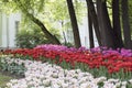 Tulip festival in spring Park on Elagin island, St. Petersburg Royalty Free Stock Photo