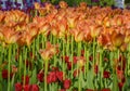 Tulip festival in St. Petersburg on Elagin island Royalty Free Stock Photo