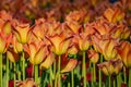 Tulip festival in St. Petersburg on Elagin island Royalty Free Stock Photo