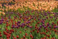 Tulip festival in St. Petersburg on Elagin island Royalty Free Stock Photo