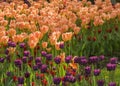 Tulip festival in St. Petersburg on Elagin island Royalty Free Stock Photo