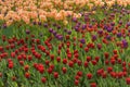 Tulip festival in St. Petersburg on Elagin island Royalty Free Stock Photo