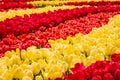 Tulip fieid, red and yellow flowers in Keukenhof garden Royalty Free Stock Photo