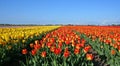 Tulip field Royalty Free Stock Photo