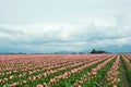 Tulip field