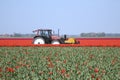 Tulip field 22 Royalty Free Stock Photo