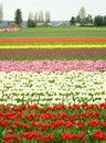 Tulip field