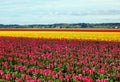 Tulip field