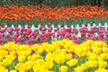 Tulip field Royalty Free Stock Photo