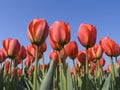 Tulip field 5 Royalty Free Stock Photo