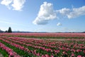 Tulip Field