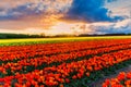 Tulip field adnd old mills in netherland Royalty Free Stock Photo