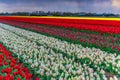 Tulip field adnd old mills in netherland Royalty Free Stock Photo