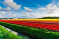 Tulip field adnd old mills in netherland Royalty Free Stock Photo