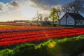Tulip field adnd old mills in netherland Royalty Free Stock Photo