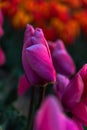 Tulip field adnd old mills in netherland Royalty Free Stock Photo