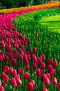 Tulip field adnd old mills in netherland