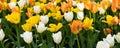 Tulip field background. Flower of tulip. Flowering nature closeup. Macro of flowering tulip. Tulip flower. Natural