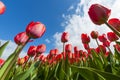 Tulip field Royalty Free Stock Photo