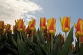 Tulip field Royalty Free Stock Photo