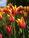 Tulip field