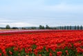 Tulip field with colorful rows of flowers