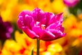 Tulip  and field, colorful tulips in spring Royalty Free Stock Photo