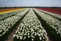 Field white tulips holland Royalty Free Stock Photo