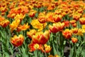 Tulip field flower bed in Moscow park - bright red and orange tulips like burning fire, tulips in full blossom on spring, sunny Royalty Free Stock Photo